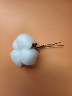 Dried cotton bolls close-up, 3 to 5 cm each, approx. 30 g pack