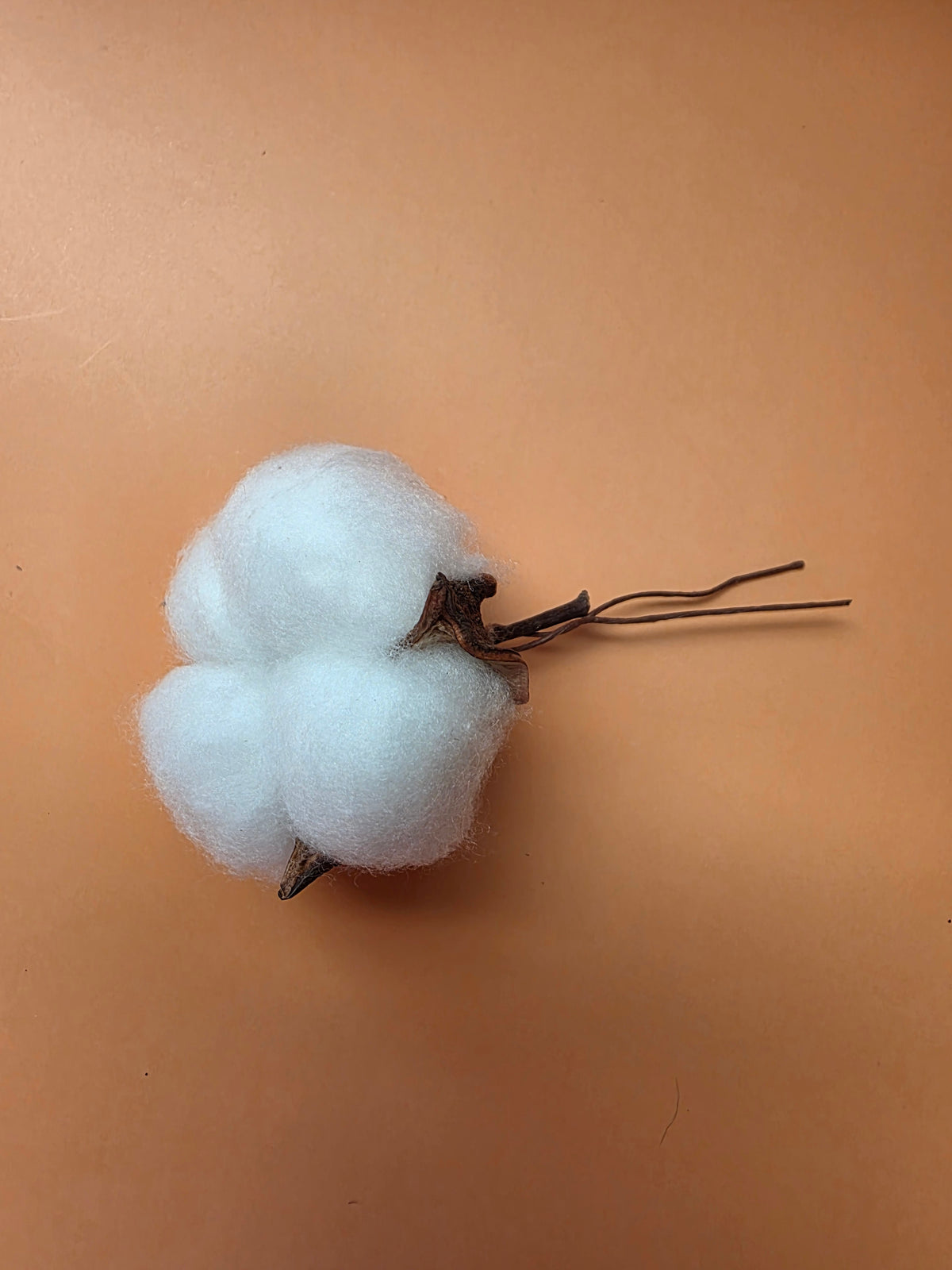 Dried cotton bolls close-up, 3 to 5 cm each, approx. 30 g pack