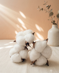 Natural dried cotton bolls, set of 6 on wire picks